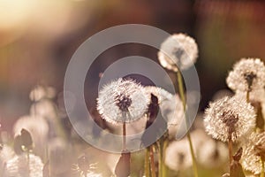 Soft focus on dandelion seeds