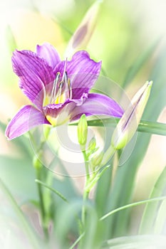 Soft Focus Day Lily Violet Flower