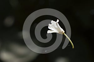 Soft focus of a detached falling white flower falling midair