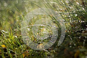 Soft focus of dew on blades of grass