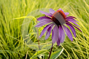 Soft focus of an Eastern purple coneflower (Echinacea purpurea) against green grasses in summer