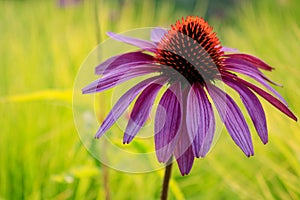 Soft focus of an Eastern purple coneflower (Echinacea purpurea) against green grasses in summer