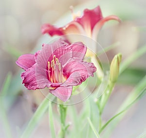 Soft Focus Effect on Day Lily Flower