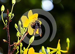 Soft focus exotic macro of blooming yellow Apricot blooms with a bumble bee and pollen.