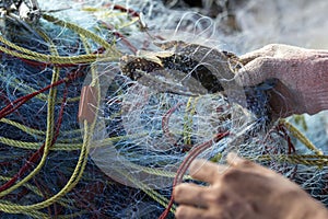 Soft focus of Fisherman hands take Blue swimming crab off fishing nets, Thailand