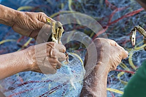 Soft focus of Fisherman hands take Blue swimming crab off fishing nets, Thailand