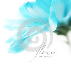 Soft focus flower background with copy space.