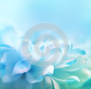 Soft focus flower background with copy space.