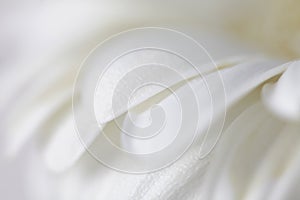 Soft focus flower background . Made with lens-bab