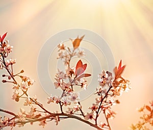 Soft focus on flowering branch of fruit tree