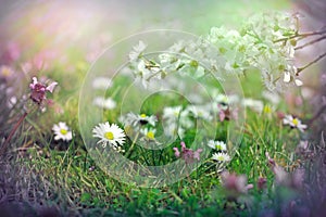 Soft focus on flowering meadow