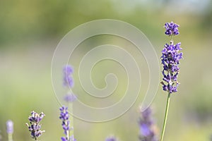 Soft focus flowers, beautiful lavender flowers