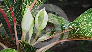 Soft Focus on flowers of Dieffenbachia or dumb cane plant.