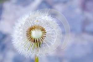 Soft focus of a fluffy dandelion against a blurry background