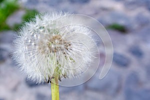 Soft focus of a fluffy dandelion against a blurry background