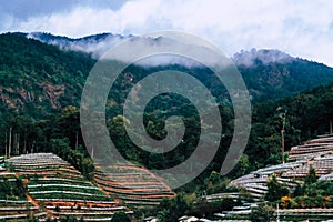 Soft Focus .Foggy morning on the mountain, Doi Inthanon the northernmost of Siam, Chiang Mai, Thailand.