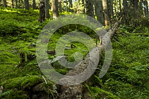 Soft focus forest local scenic environment view felling of tree center of composition surrounded by vivid green ground plants