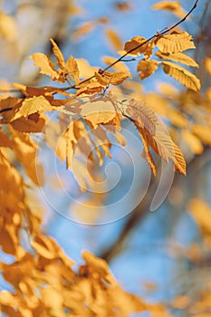 Blurry sunny forest background â natural woodland light bokeh, peaceful nature scene perfect for backgrounds and design projects