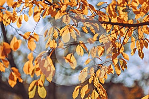 Blurry sunny forest background â natural woodland light bokeh, peaceful nature scene perfect for backgrounds and design projects