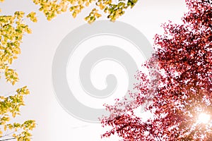 Soft focus, frame of red and green autumn leaves, sun shining through the foliage. arrival of golden autumn, change of season, red