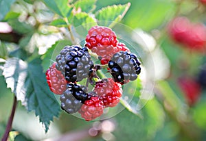 Soft focus of fresh blackberries on a bush at a garden