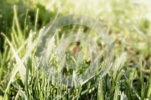 Soft focus, fresh green grass with dew drops in the early morning, solar lighting