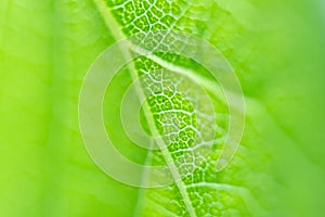 Soft focus. Fresh green leaf of a tree, closeup texture.