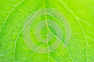 Soft focus. Fresh green leaf of a tree, closeup texture.