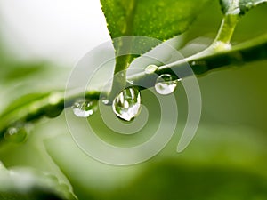 Soft focus fresh leaf with rain drop falling.