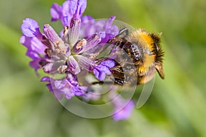 Soft focus of a fuzzy bee gathering nectar from lavender flowers at a field in spring