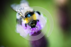 Soft focus of a fuzzy bee on a purple flower