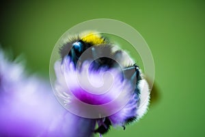 Soft focus of a fuzzy bee on a purple flower