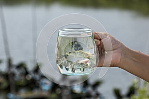 Soft focus of Giant Perch, Sea Bass, White Sea Bass Lates calcarifer in a glass. photo