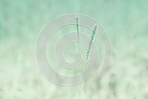 Soft focus grass flower abstact spring ,summer nature backgroun