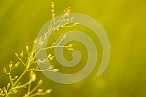 Soft focus Grass Flower abstarct spring ,summer ,autumn nature