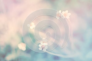 Soft focus Grass Flower with pastel color filter effect absta