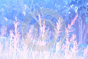 Soft focus grass flower with purple color filter spring nature background