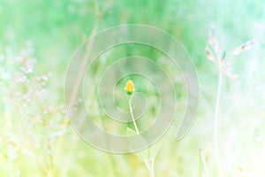 Soft focus grass flower spring,autumn background