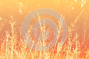 Soft focus grass flower spring ,autumn  nature wallpaper  abstract background