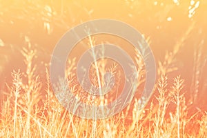 Soft focus grass flower spring ,autumn  nature wallpaper  abstract background