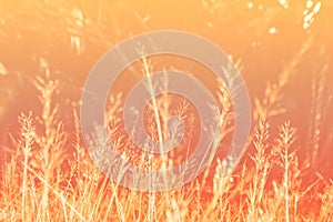 Soft focus grass flower spring ,autumn  nature wallpaper  background