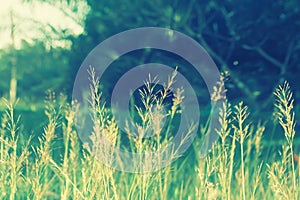 Soft focus grass flower spring ,summer background
