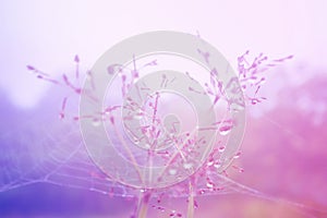 Soft focus grass flower violet filter effect spring nature background