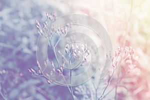 Soft focus grass flower spring ,summer nature background pastel