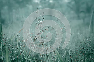 Soft focus grass flowers field with dew drops in sunrise morn