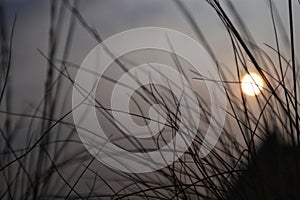 Soft focus of grass illuminated by twilight