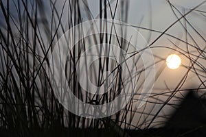 Soft focus of grass illuminated by twilightsun