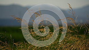 Soft focus of grasses with a blurry background
