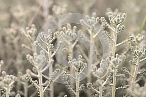 Soft Focus on Green Ferns in Gentle Light