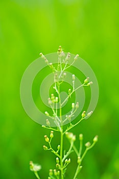 Soft focus Green Grass Flower abstarct spring ,nature backgroun